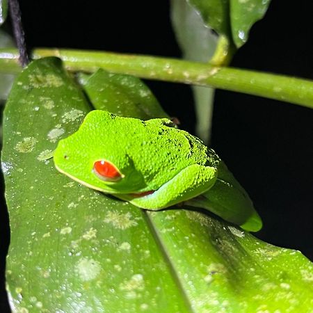 Apartmán The Frog House La Fortuna Exteriér fotografie