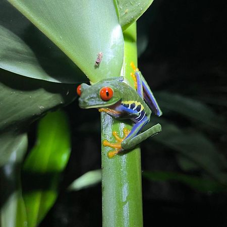 Apartmán The Frog House La Fortuna Exteriér fotografie