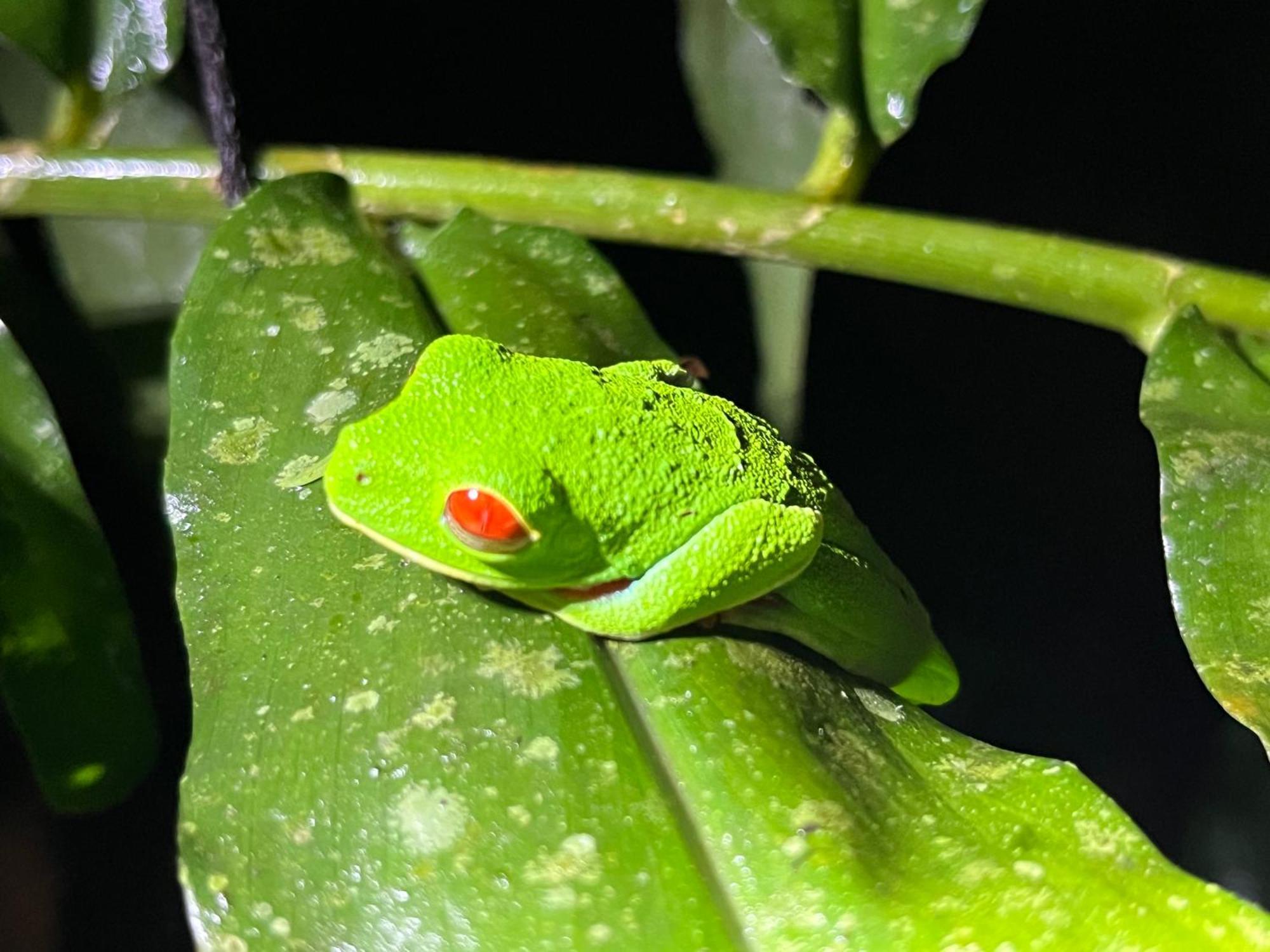 Apartmán The Frog House La Fortuna Exteriér fotografie