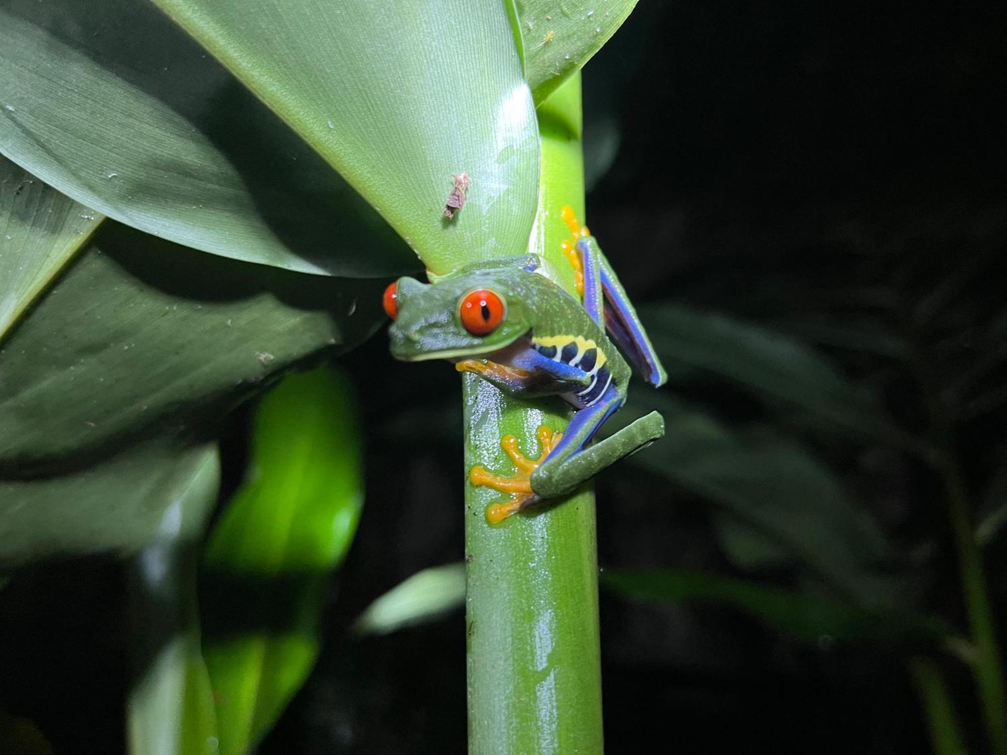 Apartmán The Frog House La Fortuna Exteriér fotografie
