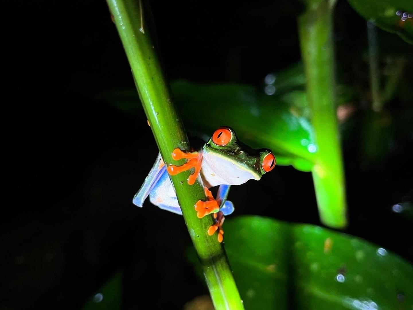 Apartmán The Frog House La Fortuna Exteriér fotografie
